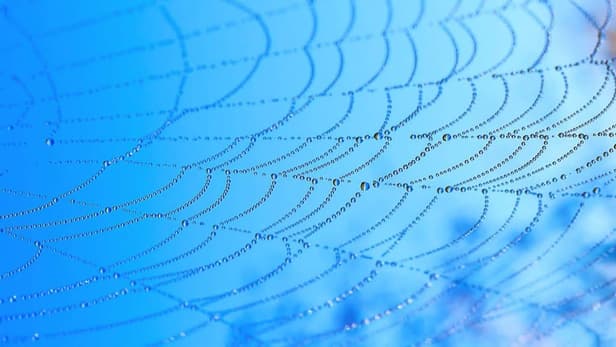 Water drops on spider web over blue sky background